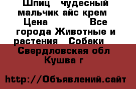 Шпиц - чудесный мальчик айс-крем › Цена ­ 20 000 - Все города Животные и растения » Собаки   . Свердловская обл.,Кушва г.